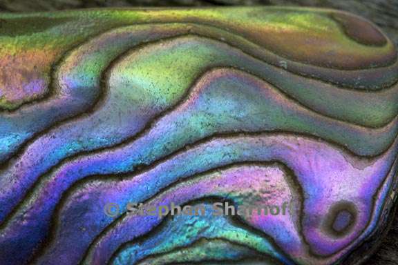 abalone shell 2 graphic